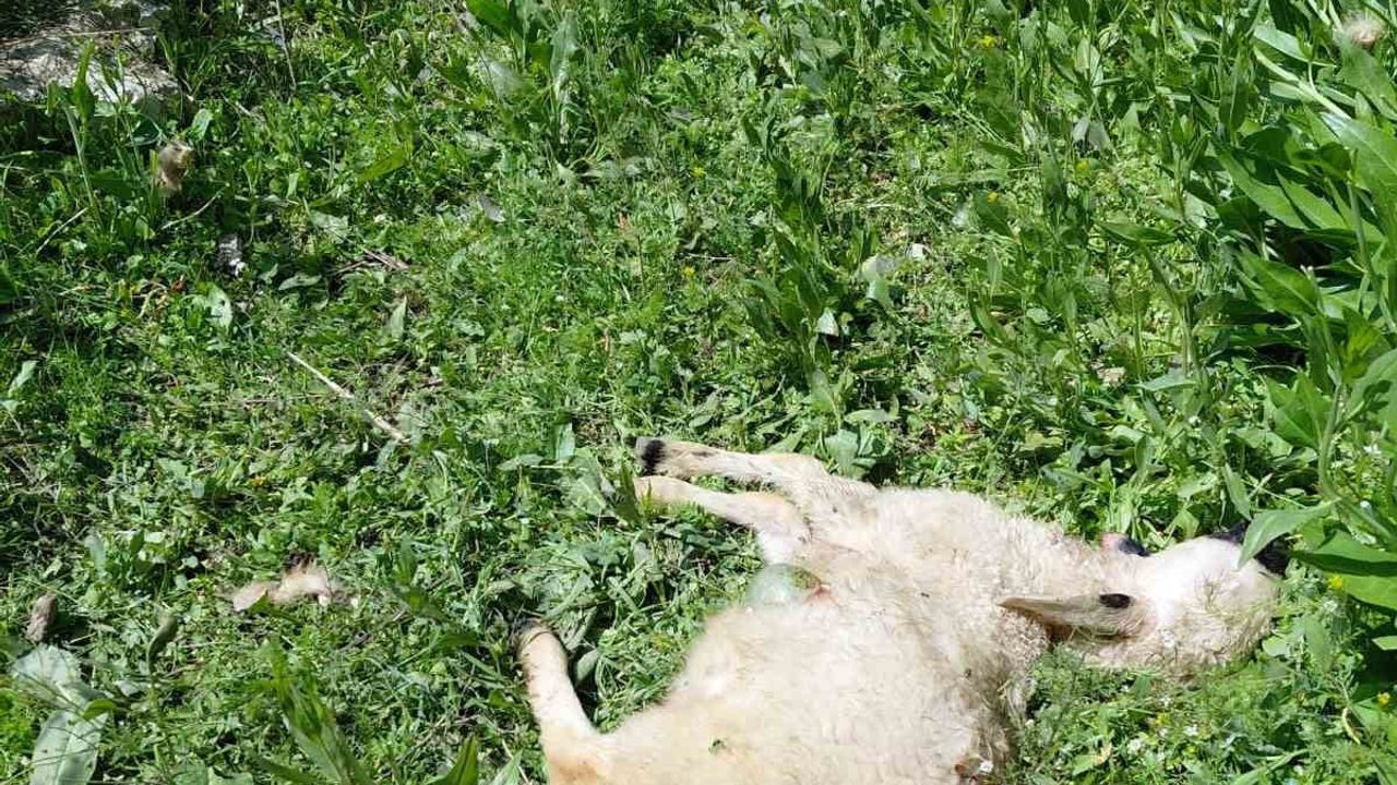 Malatya Darende'de kurt saldırısı: Heyiketeği Mahallesi'nde 6 küçükbaş telef oldu