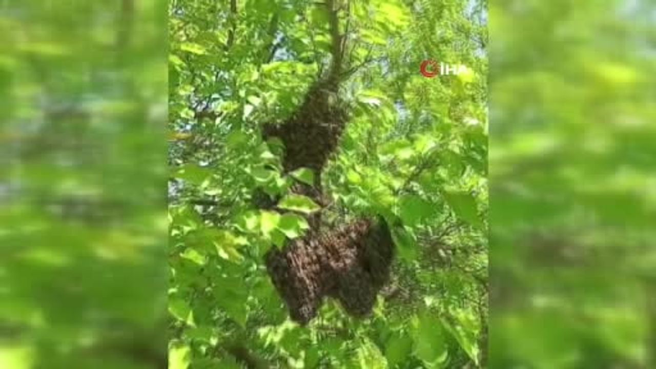 Malatya Hekimhan'da kayısı bahçesinde oğul veren arılar ilgi çekti