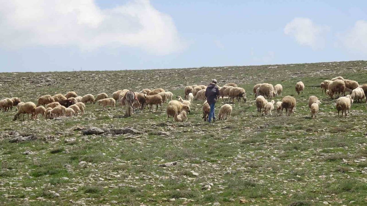 Malatya Hekimhan'da küçükbaş hayvanlar meralara çıktı