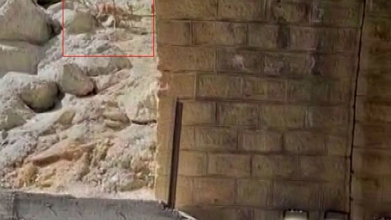 Malatya'nın Doğanşehir'de Sarp Kayalıklarda Yaban Keçileri Görüntülendi