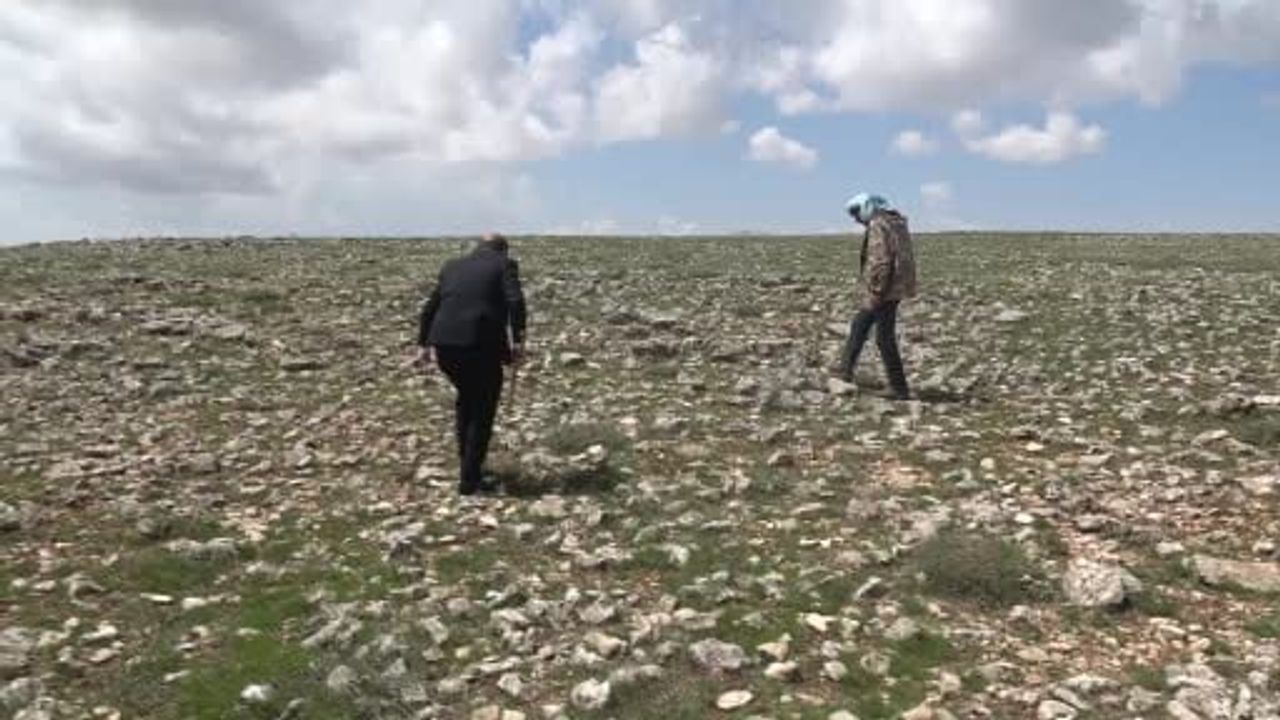 Malatya'nın yüksek rakımlarında çiğdem mesaisi: Festival canlandırma ve ekonomik katkı hedefleniyor