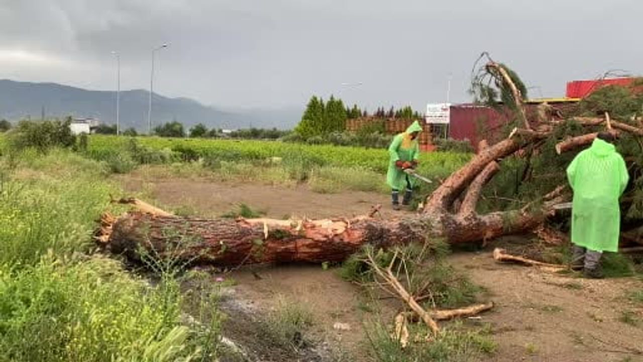 Manisa'da fırtına 25 yıllık çamı devirdi, Uzunoluk Kavşağı'nda trafik kısa süreli aksadı