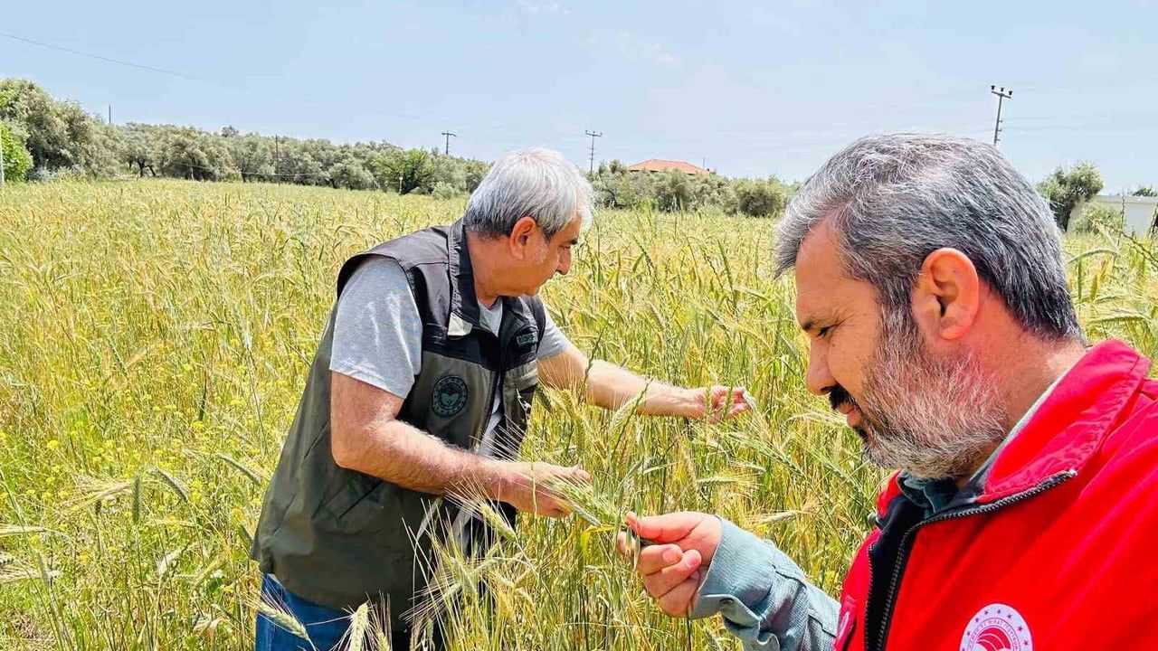 Menteşe'de hububat alanlarında süne ve hastalık denetimleri sürüyor