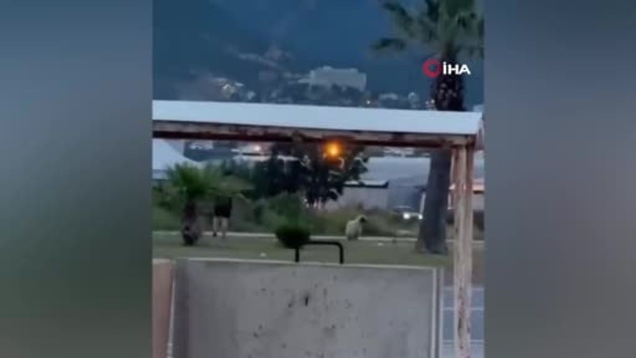 Mersin Anamur'da kaçan kurbanlık koyun polis ve vatandaşların müdahalesiyle yakalandı