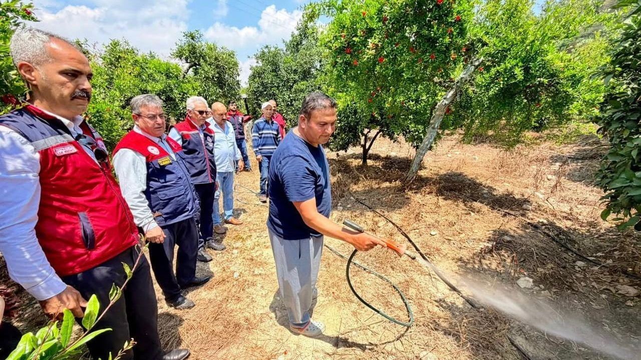 Mersin'de Akdeniz meyve sineğiyle mücadele: Üreticiye ilaç desteği sürüyor