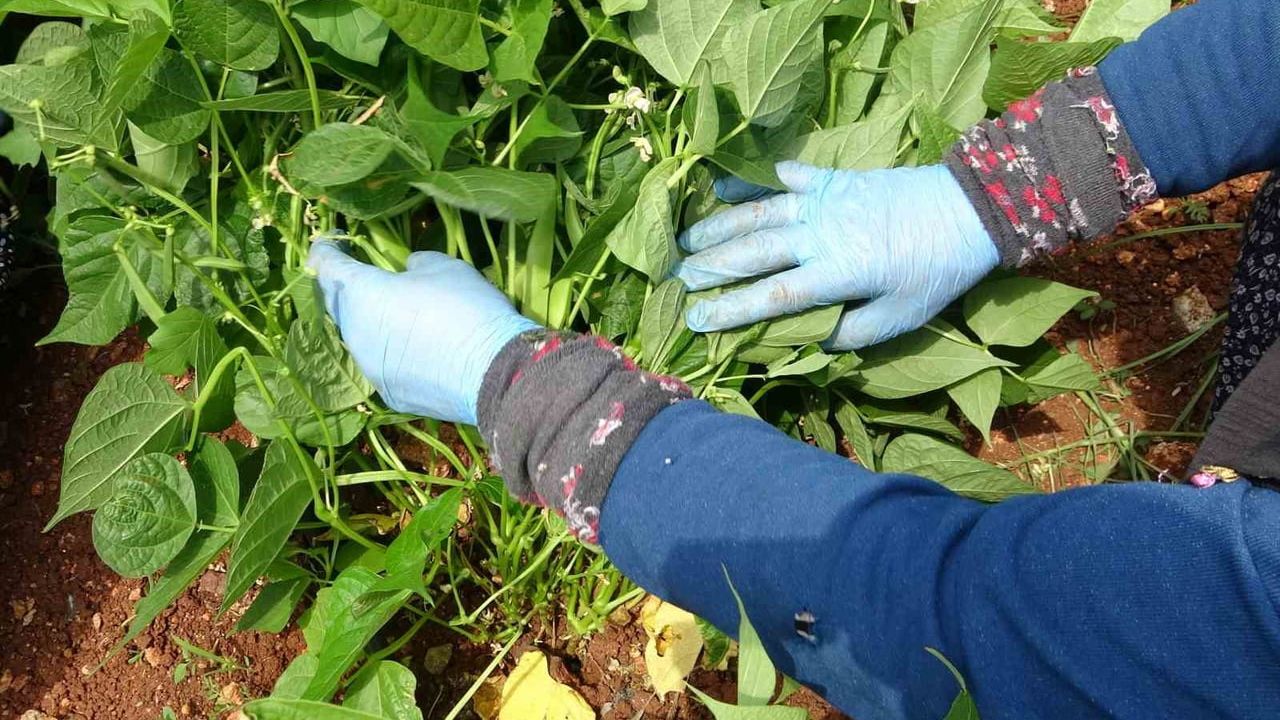 Mersin'de turfanda 'Sarıkız' fasulyesinin açıkta hasadı başladı — kilogramı 100 TL