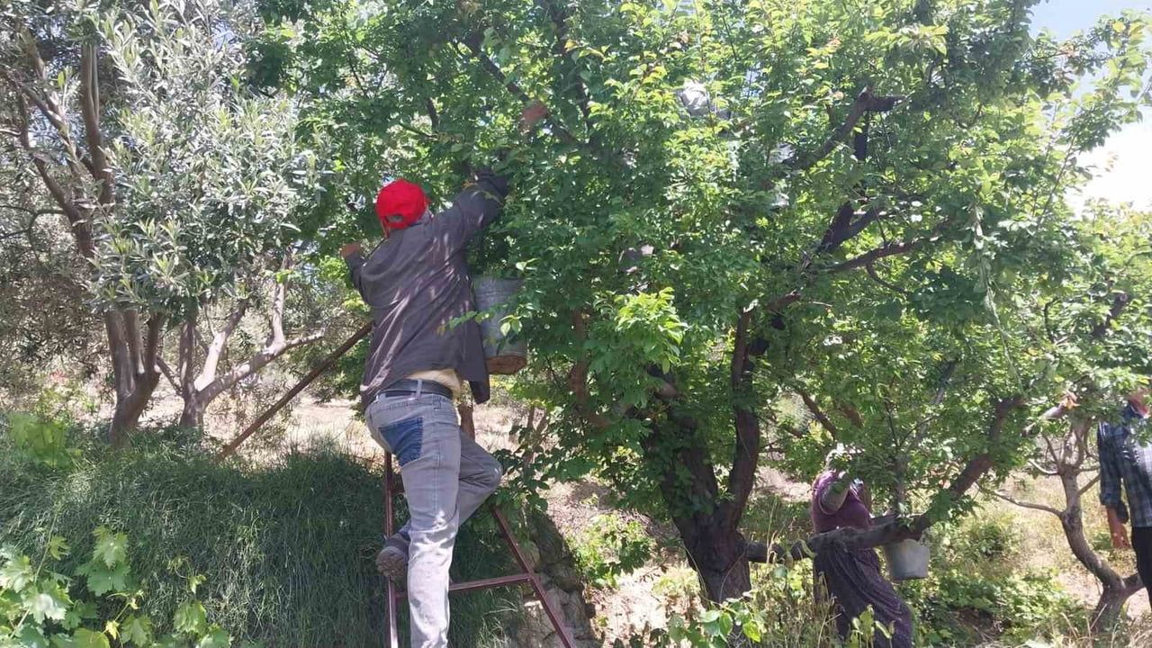 Mersin Mut'ta erik hasadı yoğunlaştı: Fiyatlar 30-40 TL'den 170 TL'ye kadar