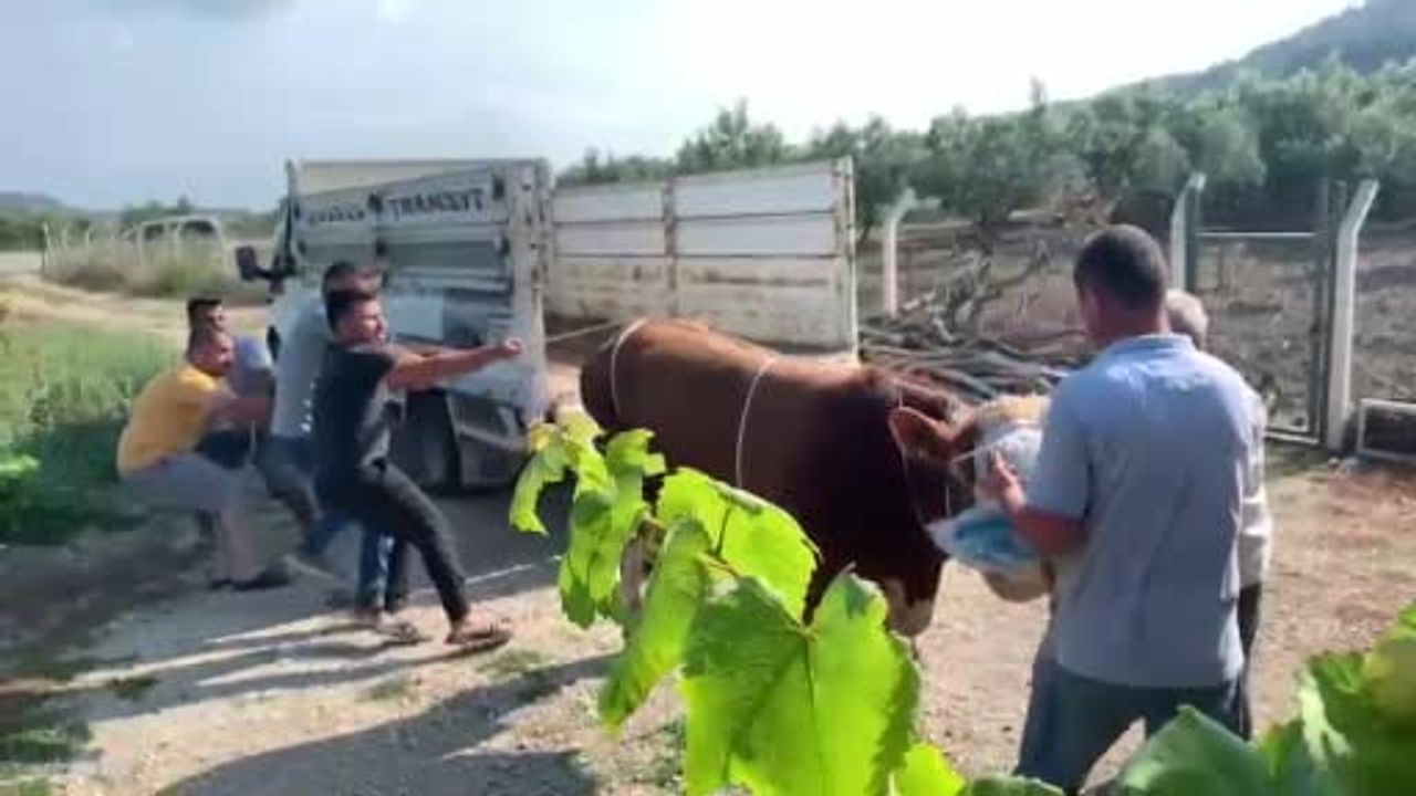 Mudanya'da kamyonetten indirilen kurbanlık boğa, 6 kişinin müdahalesi sırasında bir kişiyi tekmeledi