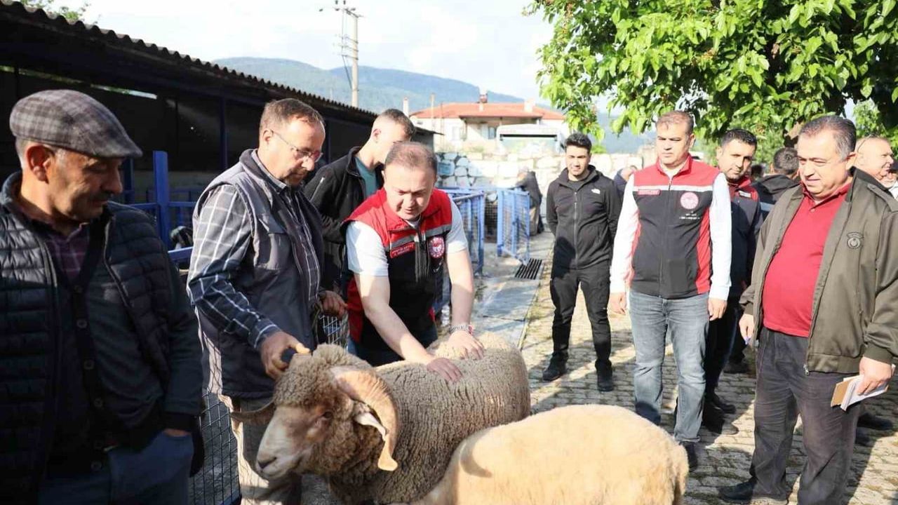 Muğla'da Kurban pazarlarında sıkı denetim: Bayır Hayvan Pazarı'nda inceleme