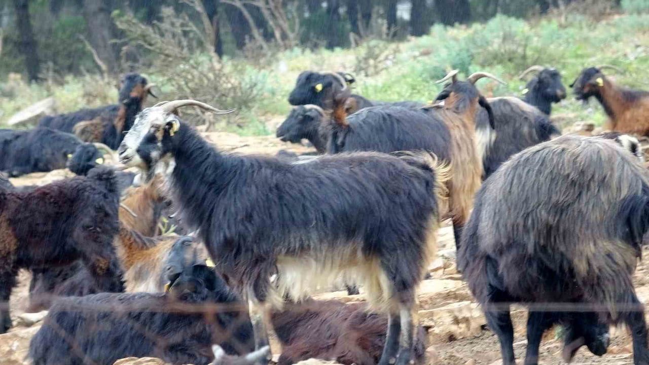 Muğla’da Kurban Satışları Durgun; Üreticiler Fiyat Esnekliği Sağlıyor