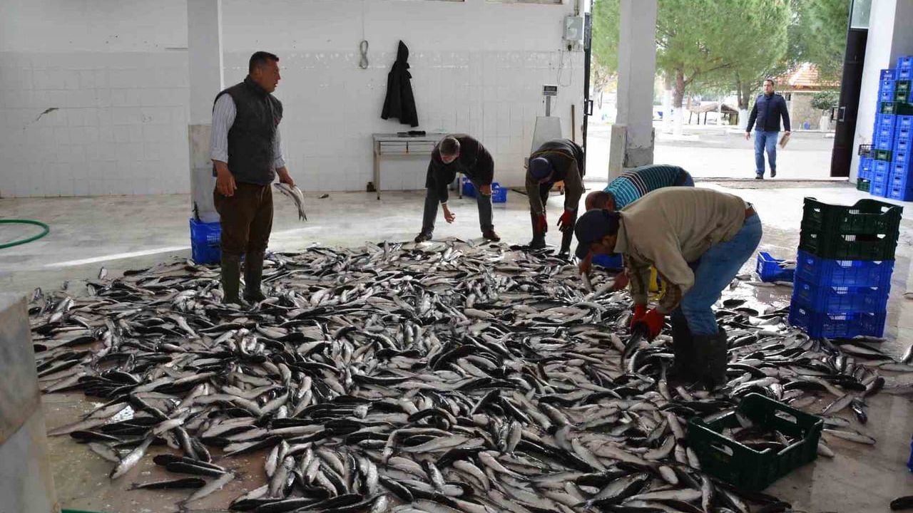 Muğla'nın Nisan İhracatı %5,4 Artışla 113,6 Milyon Dolara Yükseldi