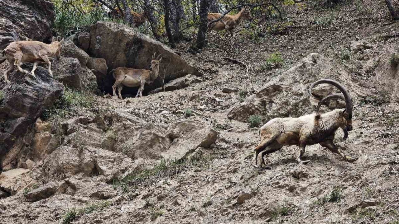 Munzur Vadisi ve Kırk Merdiven'de dronu fark eden dağ keçileri kaçtı
