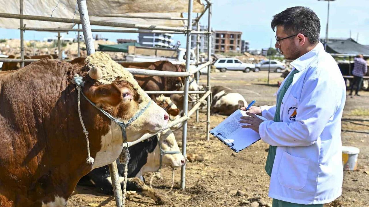 Muratpaşa'da Kurban Bayramı hazırlıkları tamamlandı: Ermenek'te satış alanı ve denetimler sürüyor