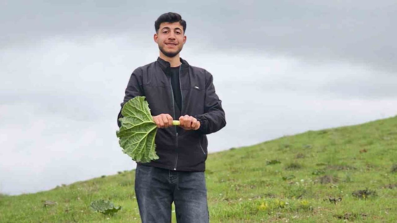 Muş Hasköy’de ‘Yayla muzu’ (uçkun) toplama mesaisi başladı