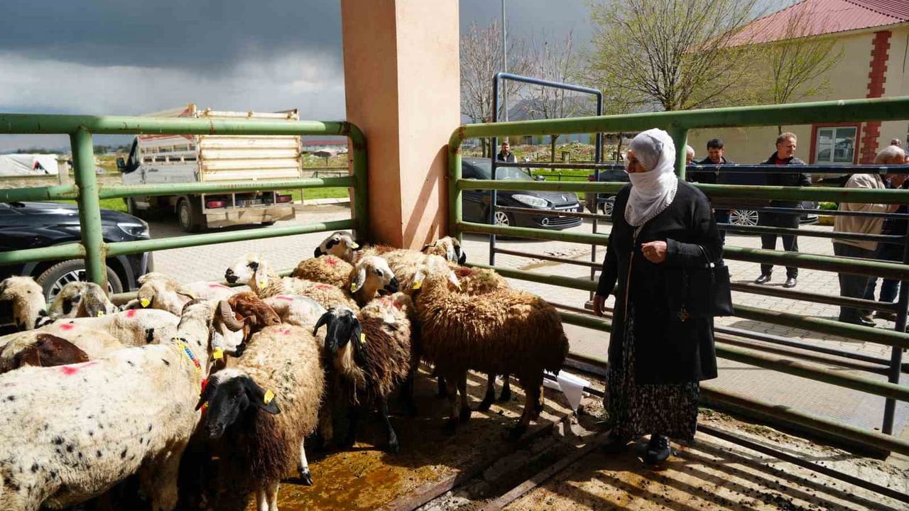 Muş'ta kırsalda yaşayan kadın üreticilere 3 bin küçükbaş hayvan desteği başlıyor