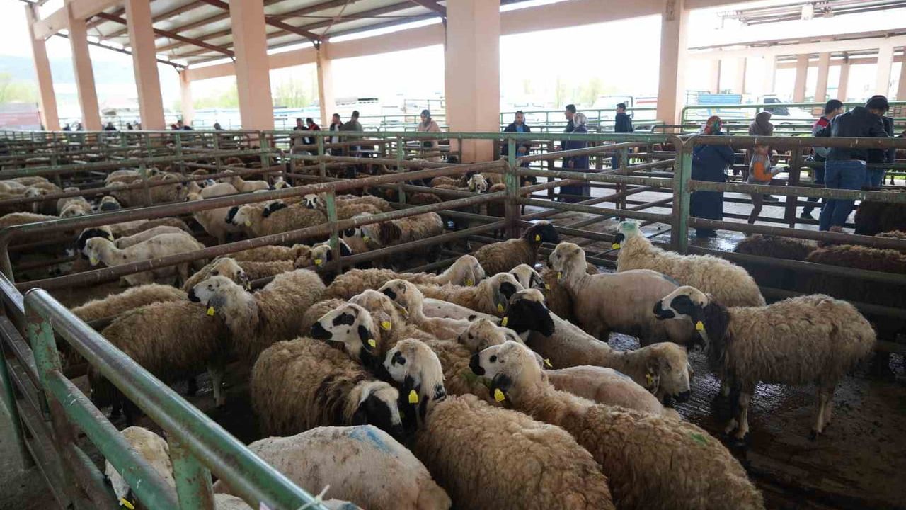 Muş'ta Kurban Bayramı Öncesi Hayvan Pazarlarında Beklenen Canlanma Yok
