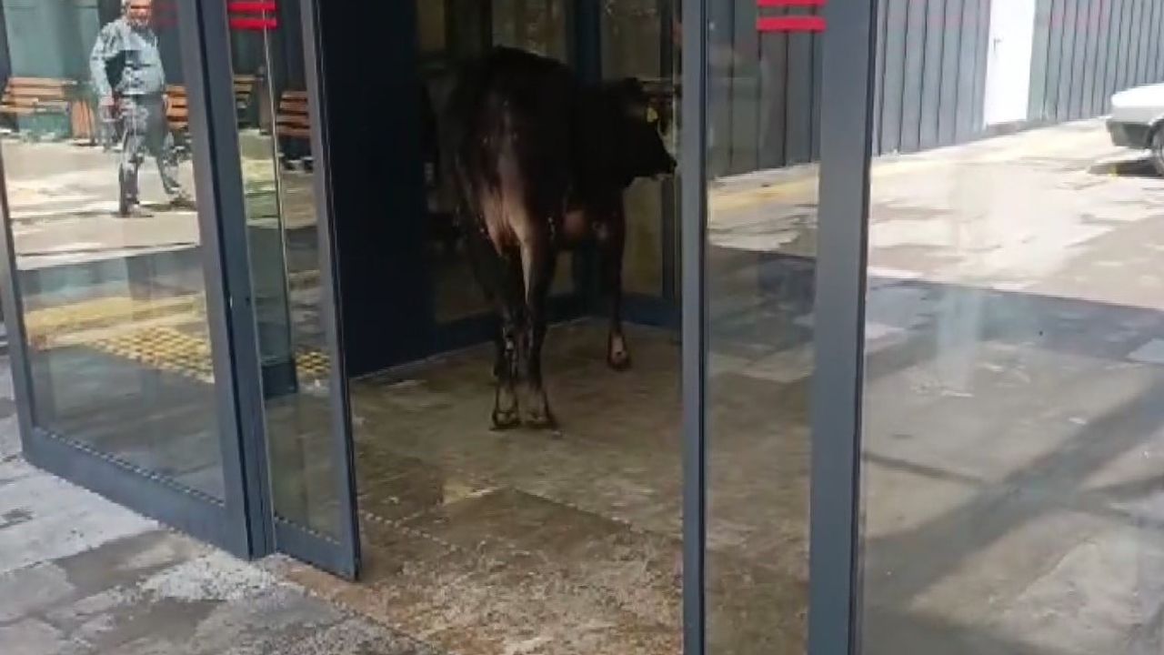 Nizip’te kaçan kurbanlık dana Nizip Devlet Hastanesi acil servisine girdi