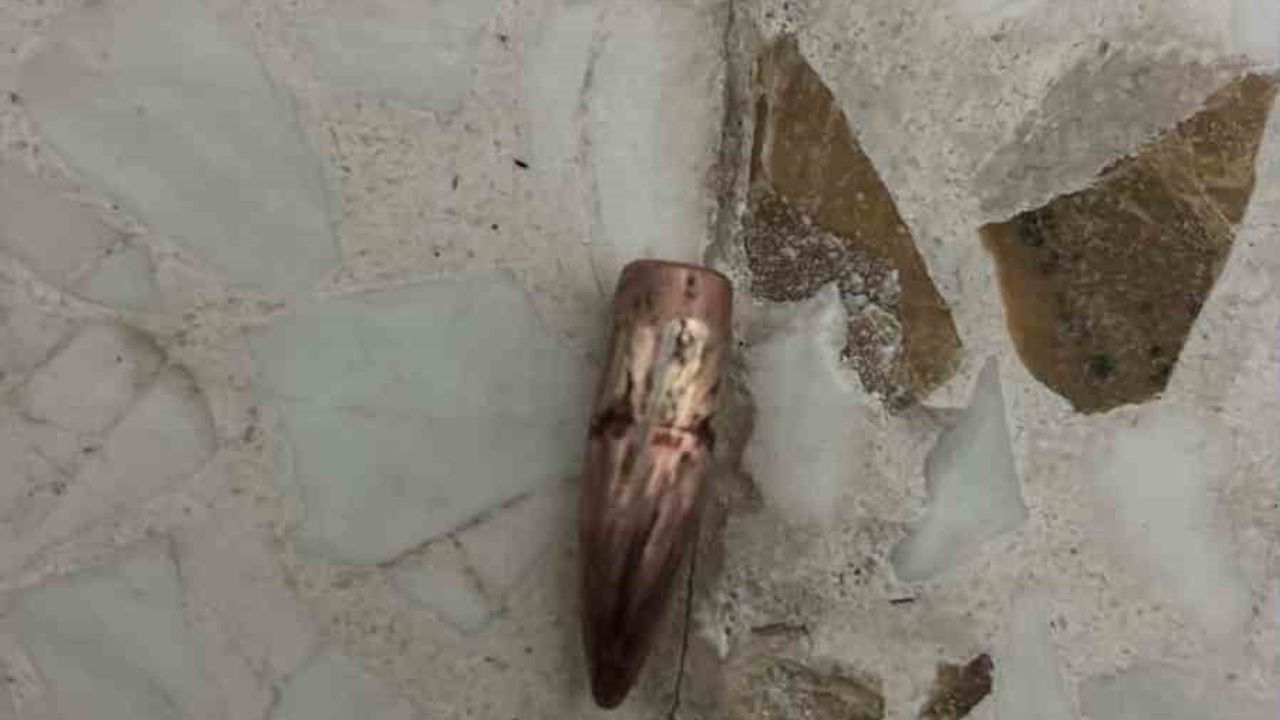 Nusaybin'de yorgun mermiler ev, araç ve iş yerlerine isabet etti