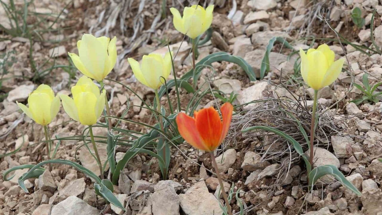 Oltu’da Laleler Açtı: Lale Dağı ve Sitare Dağı’nda Bahar Renkleri