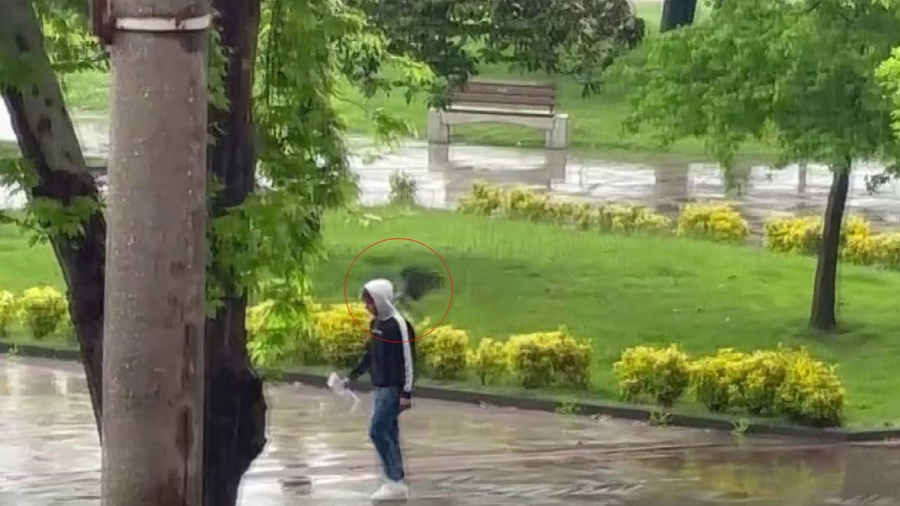 Ordu'da Altınordu Sahilinde Karga Yürüyüşçüleri Rahatsız Etti