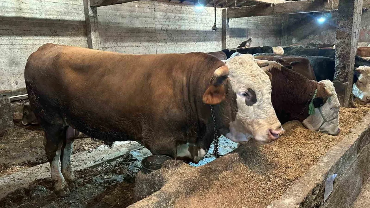 Ordu'da Kurban Pazarlarında Hareketlilik: Fiyatlar, Tercihler ve Hisse Usulü Artışı