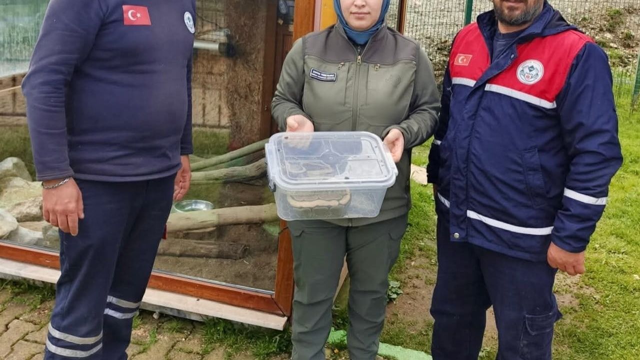 Ordu'da yasa dışı piton ele geçirildi; yılan Giresun Hayvanat Bahçesi'ne teslim edildi