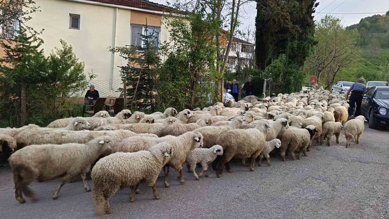 Ordu'da 'yaz göçü' başladı: Koyun sürüleri yaylalara taşınıyor