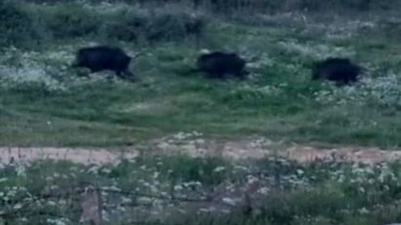Orhangazi'de Nadır Piknik Alanı Yolu Yakınında Üç Domuz Görüntülendi