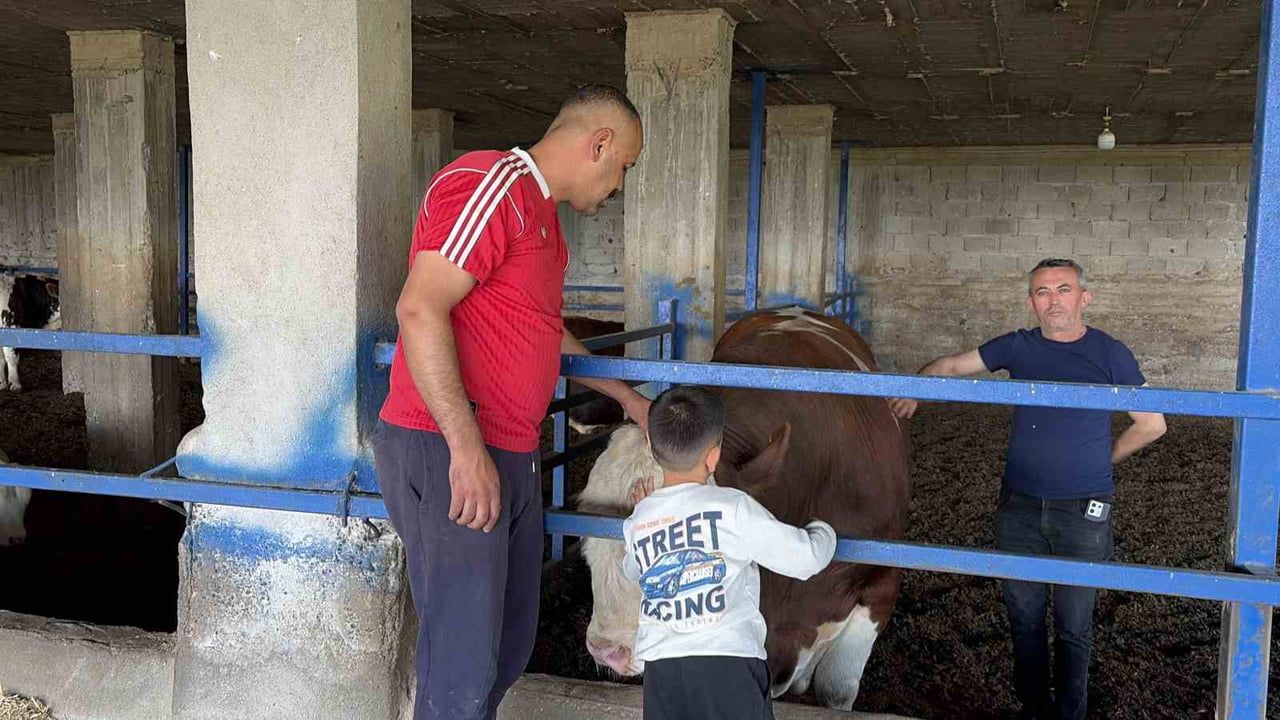 Osmaniye’de Emrah Dağ’ın 1 ton 300 kilogramlık 'Kasım' isimli boğası alıcı buldu