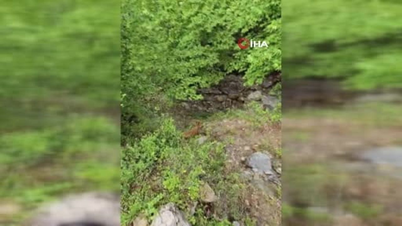 Osmaniye'de Uçuruma Düşen Düve 5 Saatlik Operasyonla Kurtarıldı
