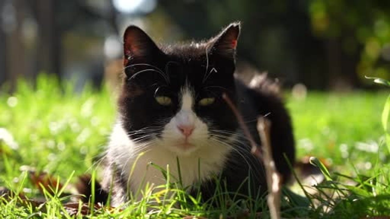 Osmanlı’dan miras kedi sevgisi İstanbul’un cami avlularında yaşıyor