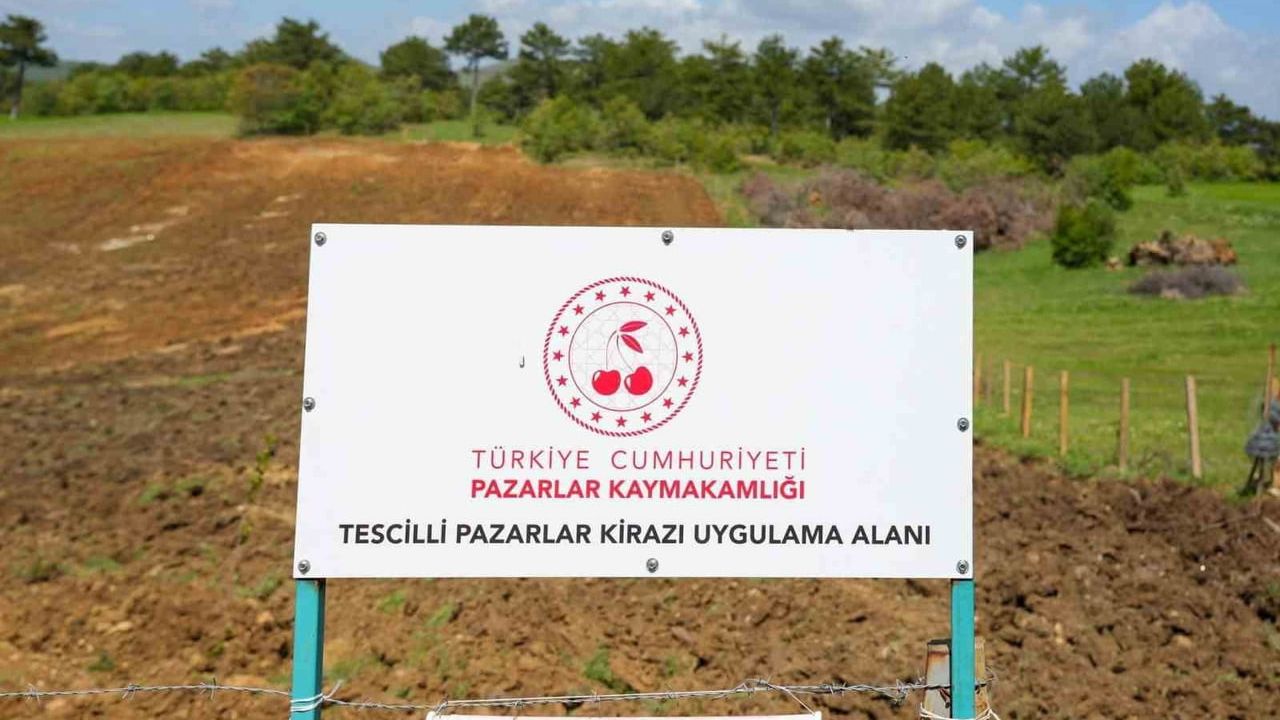 Pazarlar'da atıl hazine arazisi "Tescilli Pazarlar Kirazı Uygulama Alanı Projesi" ile tarıma kazandırıldı