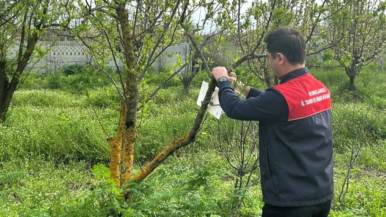 Pehlivanköy’de elma bahçelerinde feromon tuzakları kontrol edildi