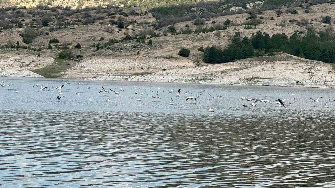 Porsuk Barajı'nda Leylek ve Ördekler İlkbahar Manzarası Oluşturdu