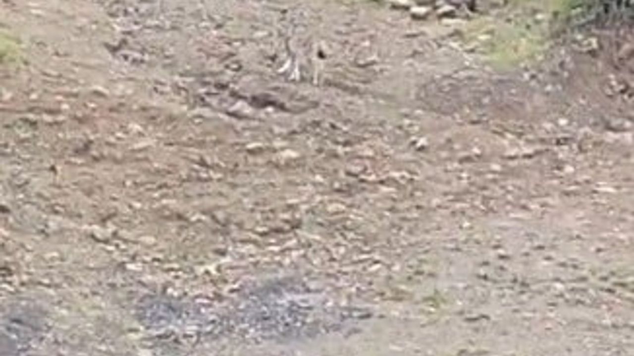 Pülümür'de nesli koruma altındaki vaşak görüntülendi