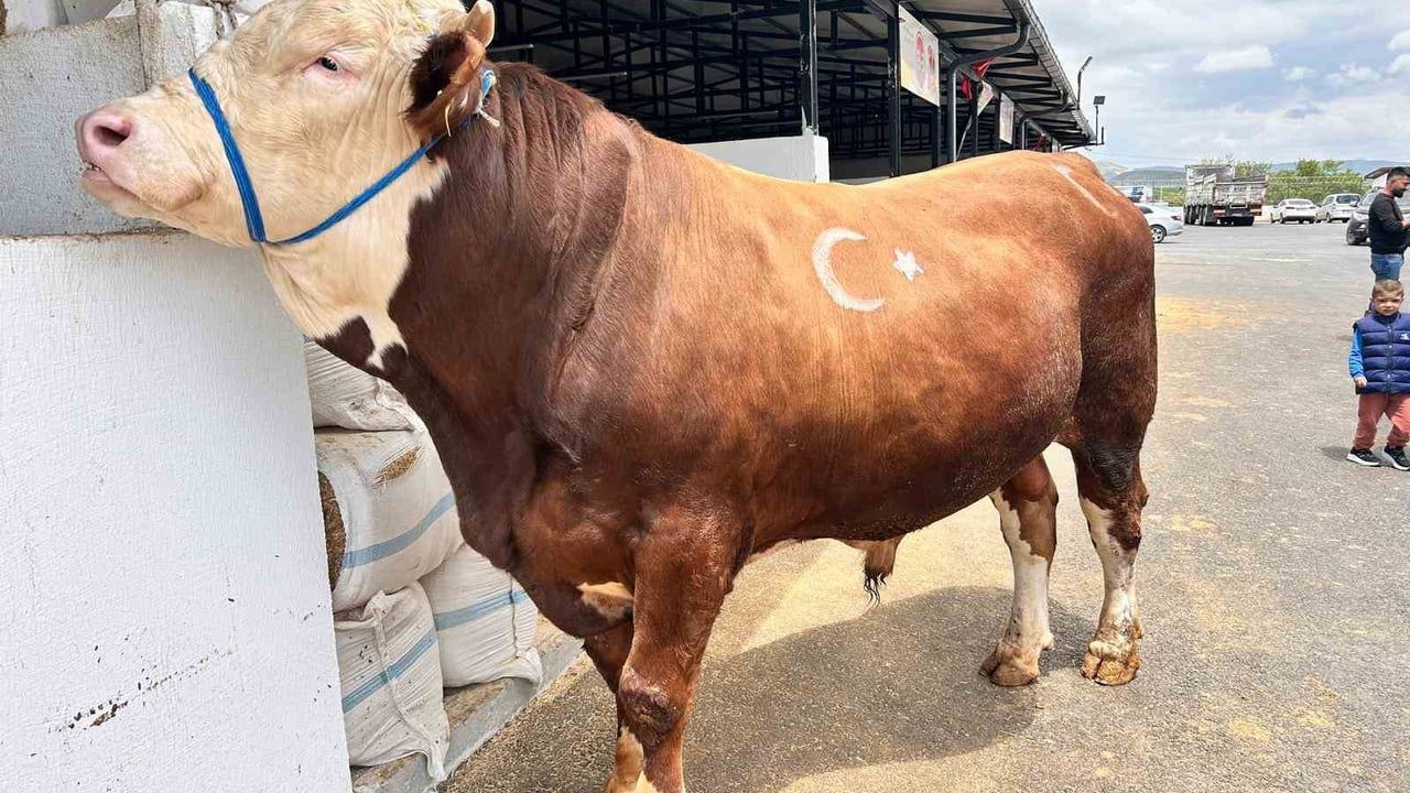 Pursaklar Kurbanlık Pazarında Hazırlıklar Tamamlandı: 1,1 Tonluk Dana Gözde