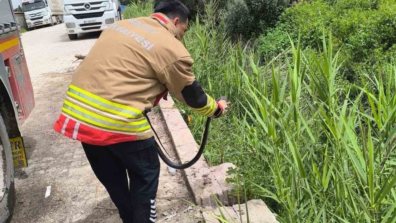 Reyhanlı’da Eve Giren Yılan İtfaiye Ekipleri Tarafından Yakalandı