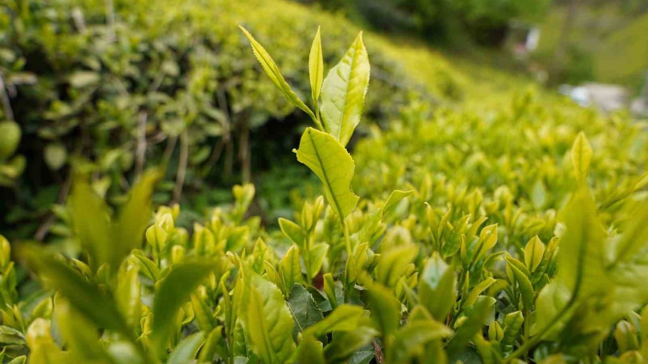 Rize'de 2026 yaş çay taban fiyatı 35 TL olarak açıklandı