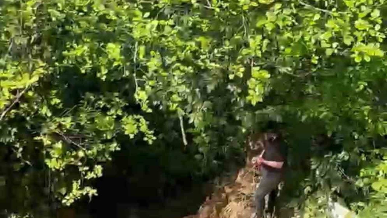 Rize'de Dere Yatağına Yuvarlanan Kurbanlık İnek Vinçle Kurtarıldı