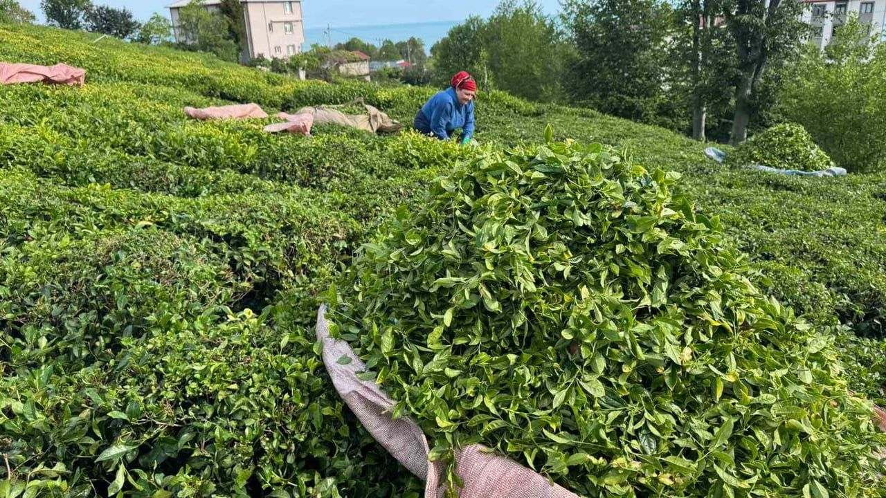 Rize'de üreticiler güneşli havayı değerlendirip ilk sürgün çay hasadına başladı