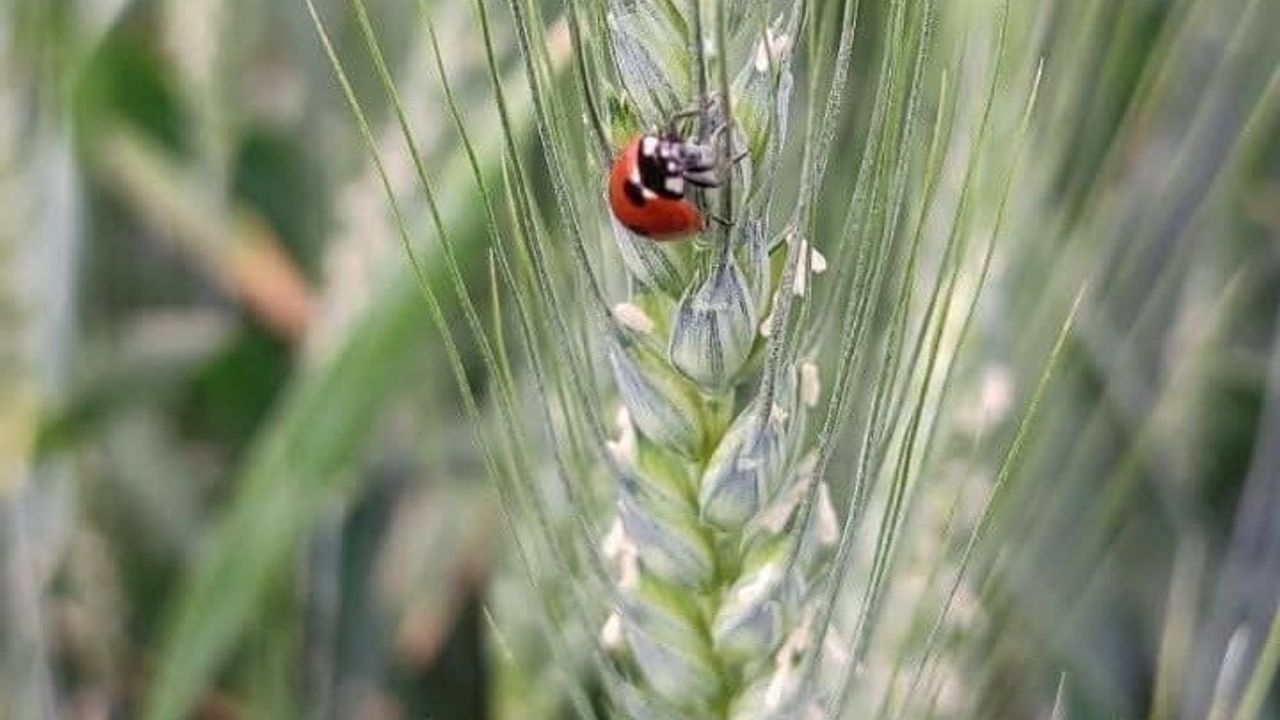 Salihli Tarım Müdürlüğü uyardı: Buğday tarlalarında kimyasal ilaçlama yapılmasın