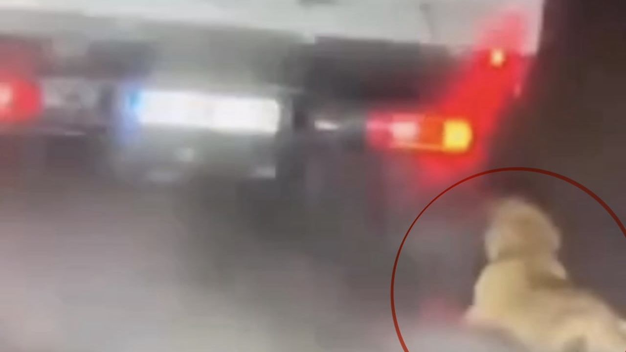 Samsun’da kamyonetin arkasında sürüklenen köpek görüntüsüyle ilgili şüpheli adli kontrolle serbest bırakıldı