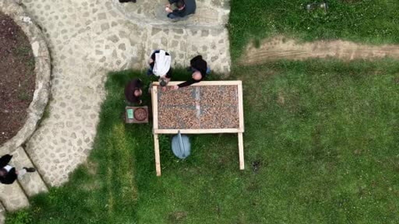 Samsun Kavak’ta salep hasadı başladı: Kilosu 5–12 bin TL arasında alıcı buluyor