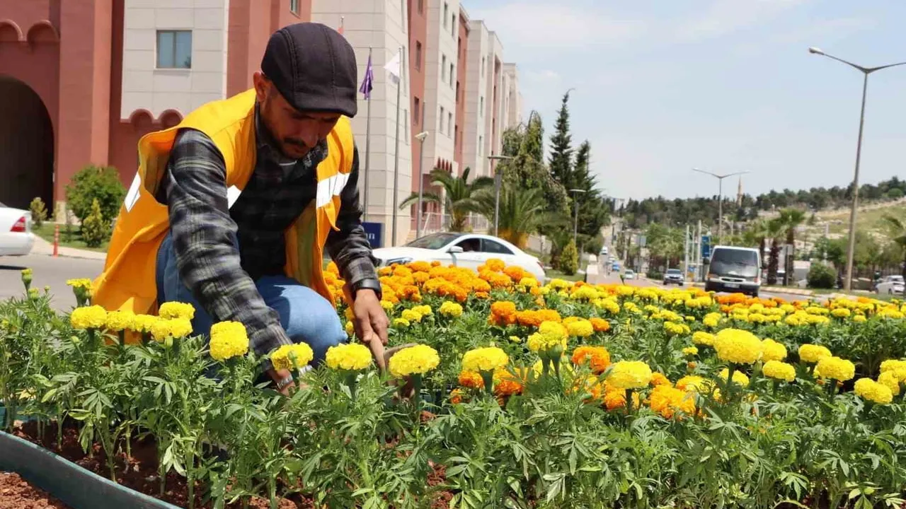 Şanlıurfa, 400 bin yazlık çiçekle kentin estetik dokusunu güçlendirdi