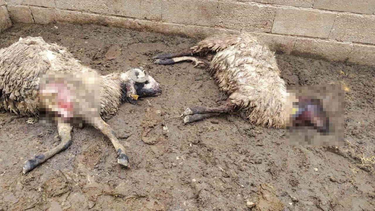 Şanlıurfa Birecik'te ağıla giren kurt 2 koyunu telef etti