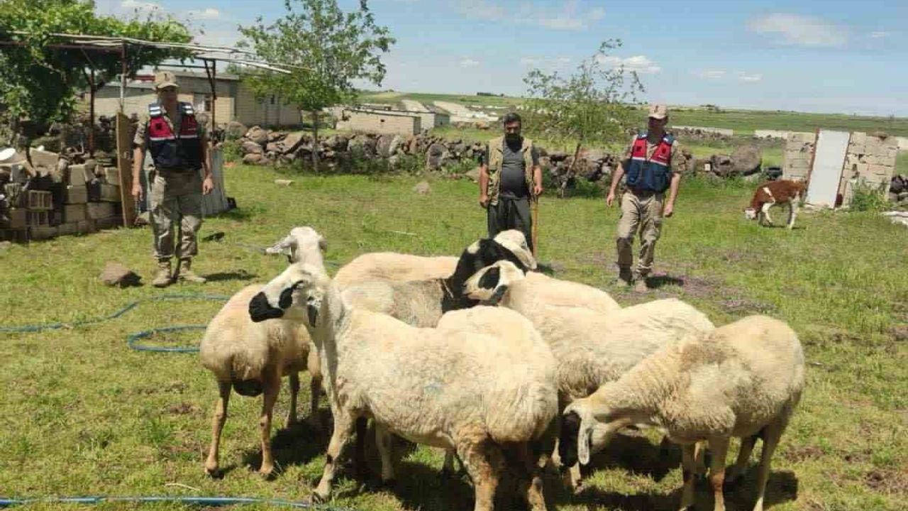 Şanlıurfa'da jandarma dronuyla kaybolan 9 kurbanlık bulundu