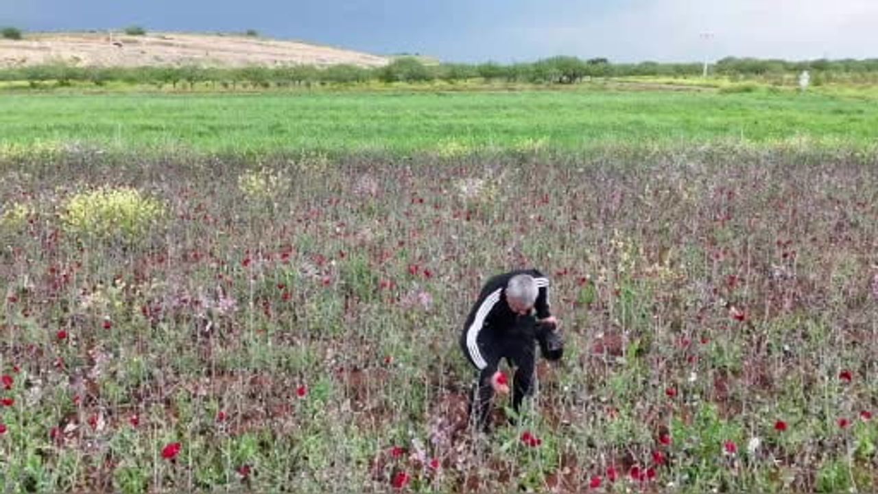 Şanlıurfa tarları gelincik ve kandamlası ile kırmızıya büründü