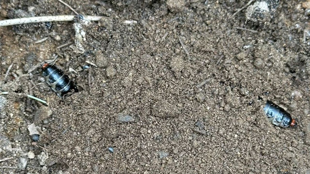 Sarıgöl'de çam kese böceklerine karşı biyolojik mücadele: 1.500 predatör böcek salındı
