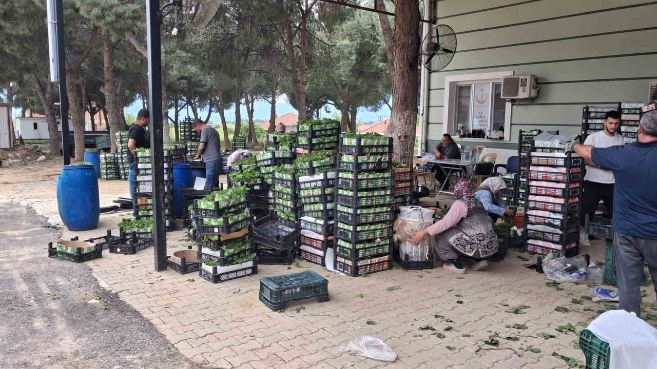 Sarıgöl'de taze bağ yaprağı üreticinin erken gelir kaynağı oldu