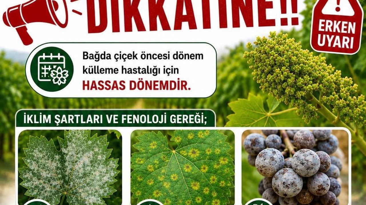 Sarıgöl'de üzüm bağlarına 16-18 Mayıs ruhsatlı ilaçlama uyarısı